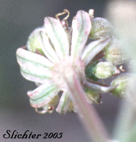 Bracts of Nevada Biscuitroot, Nevada Desert Parsley, Nevada Lomatium: Lomatium nevadense var. nevadense