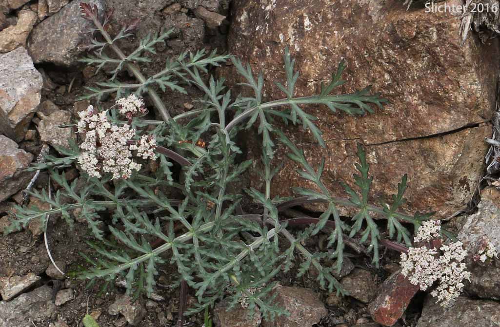Nevada Biscuitroot, Nevada Desert Parsley, Nevada Lomatium: Lomatium nevadense var. nevadense