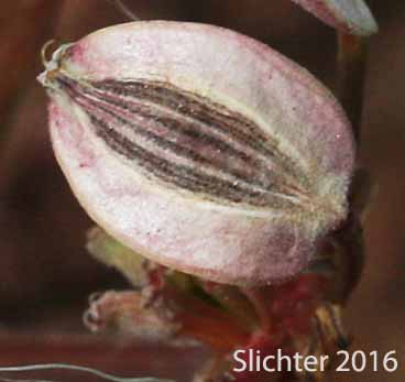 Mature fruit of Nevada Biscuitroot, Nevada Desert Parsley, Nevada Lomatium: Lomatium nevadense var. nevadense
