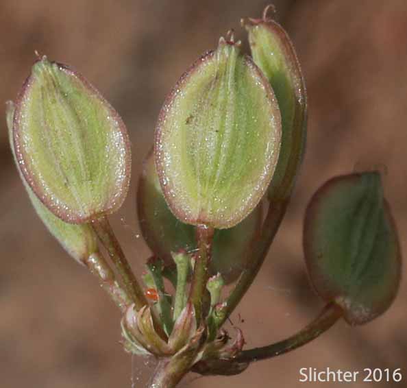 Maturing fruits of Nevada Biscuitroot, Nevada Desert Parsley, Nevada Lomatium: Lomatium nevadense var. nevadense