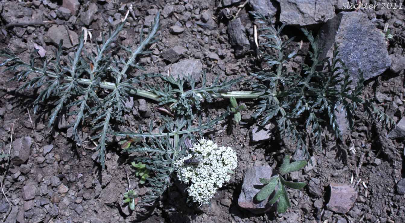Nevada Biscuitroot, Nevada Desert Parsley, Nevada Lomatium: Lomatium nevadense var. nevadense