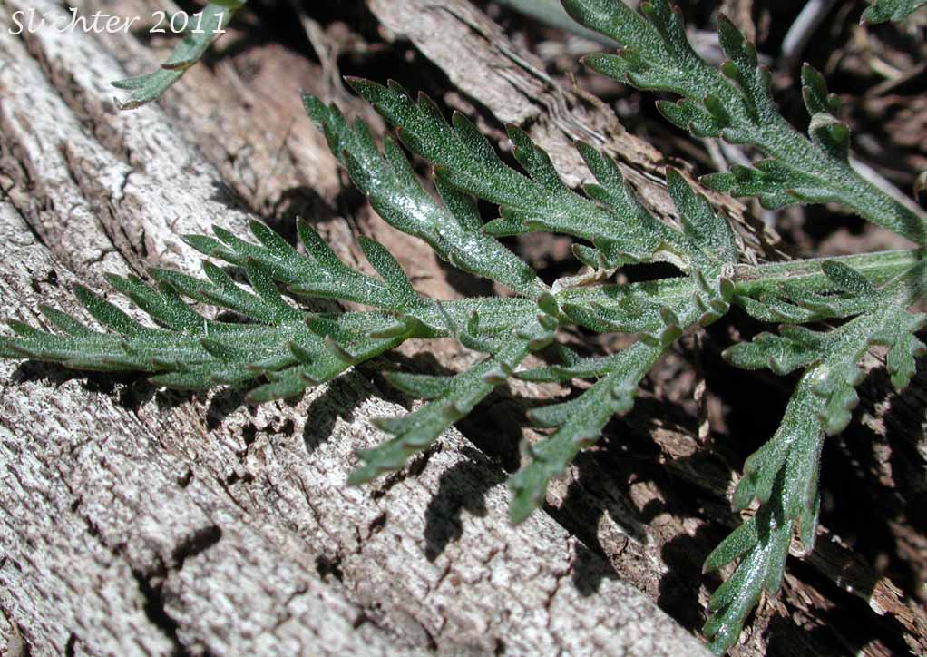 Basal leaf blade of Nevada Biscuitroot, Nevada Desert Parsley, Nevada Lomatium: Lomatium nevadense var. nevadense