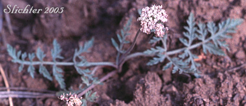 Nevada Biscuitroot, Desert Parsley: Lomatium nevadense var. nevadense