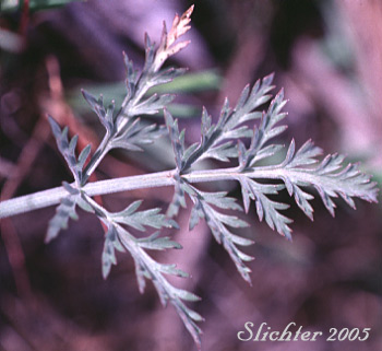 Basal leaf of Nevada Biscuitroot, Nevada Desert Parsley, Nevada Lomatium: Lomatium nevadense var. nevadense