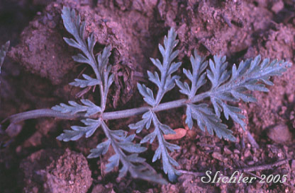 Basal leaf of Nevada Biscuitroot, Nevada Desert Parsley, Nevada Lomatium: Lomatium nevadense var. nevadense
