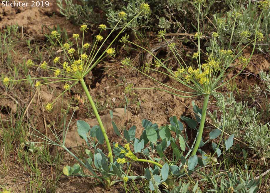 Bare-stem Desert Parsley, Barestem Biscuitroot, Indian-consumption-plant, Pestle Parsnip: Lomatium nudicaule (Synonyms: Cogswellia nudicaulis, Lomatium platyphyllum)