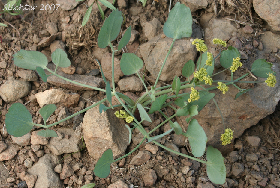 Bare-stem Desert Parsley, Barestem Biscuitroot, Indian-consumption-plant, Pestle Parsnip: Lomatium nudicaule (Synonyms: Cogswellia nudicaulis, Lomatium platyphyllum)