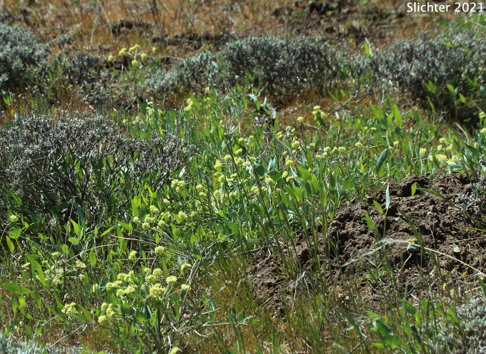 Habitat of Bare-stem Desert Parsley, Barestem Biscuitroot, Indian-consumption-plant, Pestle Parsnip: Lomatium nudicaule (Synonyms: Cogswellia nudicaulis, Lomatium platyphyllum)