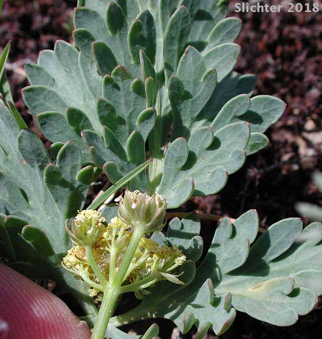 Leaf and involucels of Ochoco Lomatium: Lomatium ochocense