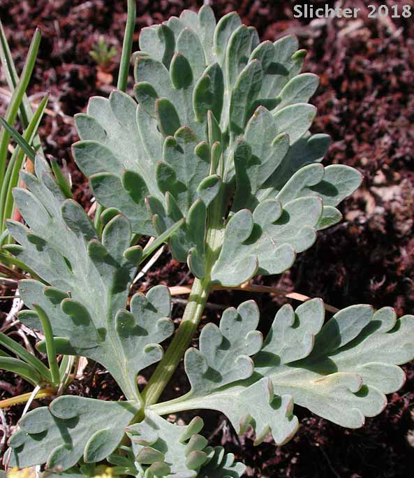 Basal leaf of Ochoco Lomatium: Lomatium ochocense