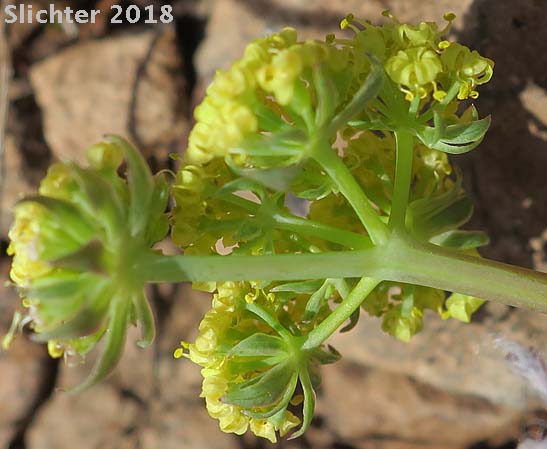 Ochoco Lomatium: Lomatium ochocense