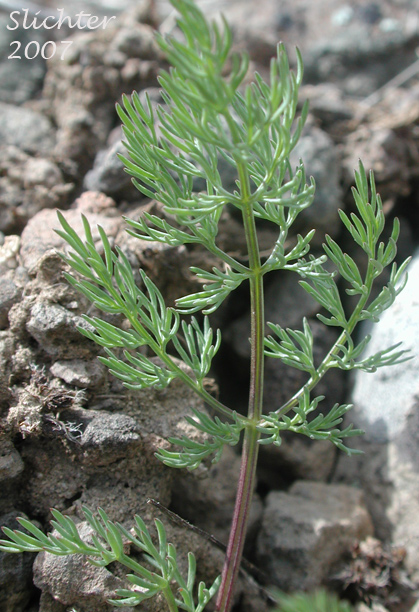 Leaf of Uptanum Desert-parsley, Umptanum Desert Parsley: Lomatium quintuplex