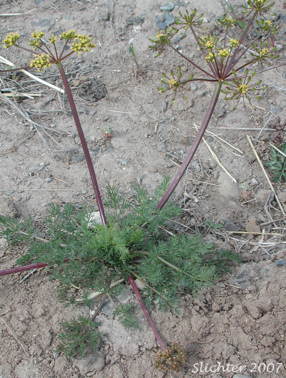 Uptanum Desert-parsley, Umptanum Desert Parsley: Lomatium quintuplex