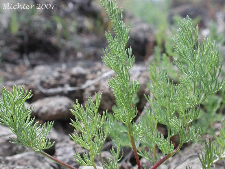 Uptanum Desert-parsley, Umptanum Desert Parsley: Lomatium quintuplex