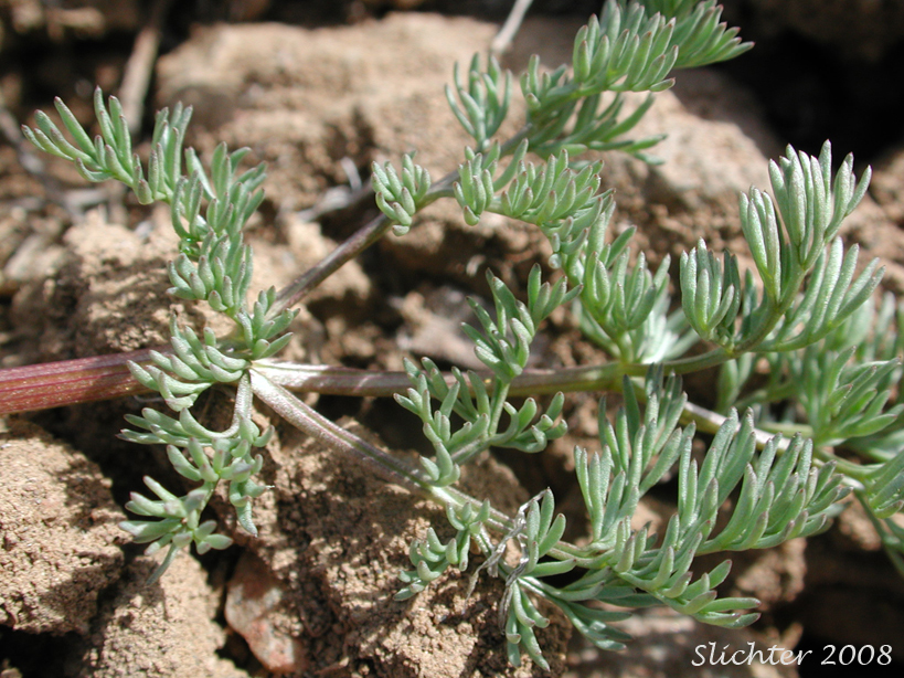 Leaf of Uptanum Desert-parsley, Umptanum Desert Parsley: Lomatium quintuplex