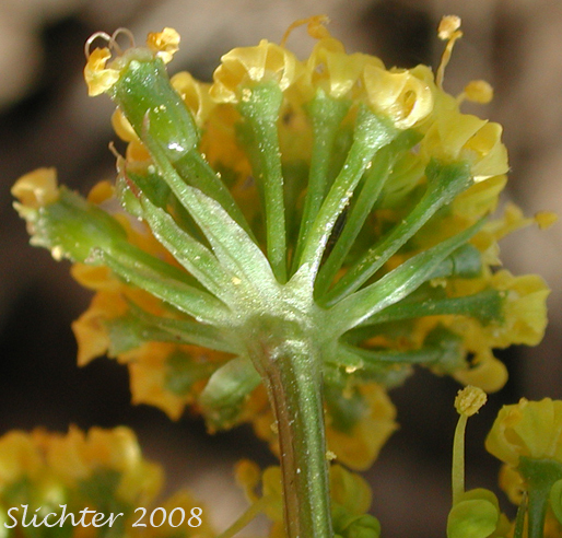 Umbellet & involucel of Uptanum Desert-parsley, Umptanum Desert Parsley: Lomatium quintuplex