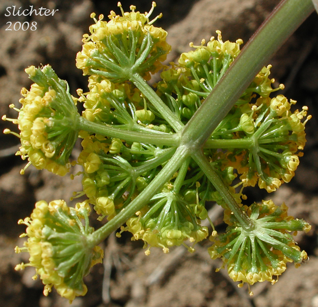 Underside of umbel of Uptanum Desert-parsley, Umptanum Desert Parsley: Lomatium quintuplex