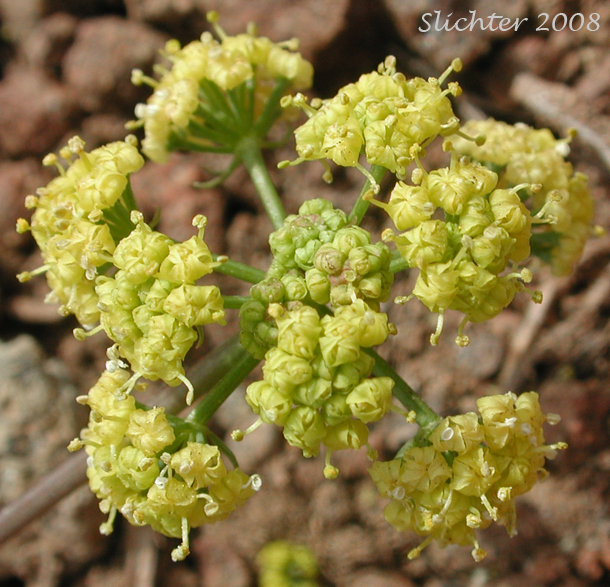 Upperside of umbel of Uptanum Desert-parsley, Umptanum Desert Parsley: Lomatium quintuplex