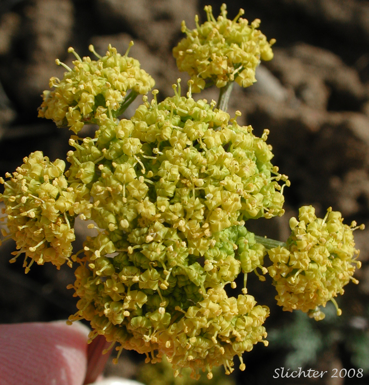 Umbel of Uptanum Desert-parsley, Umptanum Desert Parsley: Lomatium quintuplex