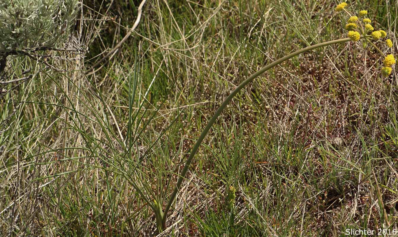 Broad Fruit Lomatium, Nine-leaf Desert Parsley, Downy Desert Parsley, Great Basin Desertparsley, Great Basin Desert Parsley: Lomatium simplex ssp. platycarpum (Synonyms: Lomatium platycarpum, Lomatium triternatum var. simplex)