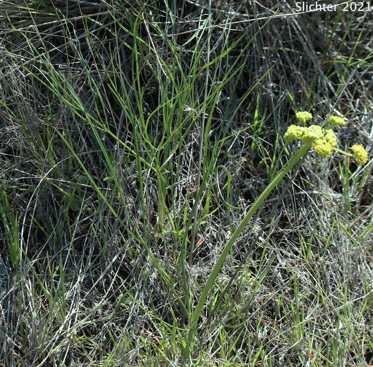 Broad Fruit Lomatium, Nine-leaf Desert Parsley, Downy Desert Parsley, Great Basin Desertparsley, Great Basin Desert Parsley: Lomatium simplex ssp. platycarpum (Synonyms: Lomatium platycarpum, Lomatium triternatum var. simplex)