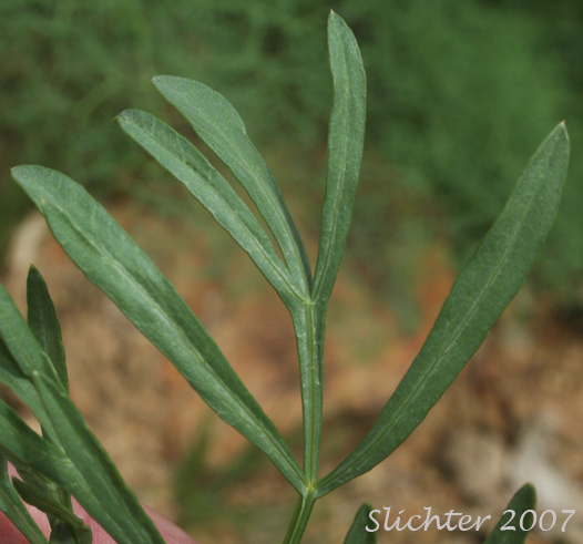 Leaf segments of Suksdorf's Desert Parsley, Suksdorf's Lomatium: Lomatium suksdorfii (Synonym: Cogswellia suksdorfii)