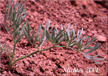 Leaf of Suksdorf's Desert Parsley, Suksdorf's Lomatium: Lomatium suksdorfii (Synonym: Cogswellia suksdorfii)