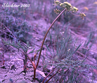 Broadsheath Desert Parsley, Broad-sheath Desert Parsley, Broad-sheath Lomatium, Sheathing Lomatium: Lomatium vaginatum (Synonyms: Lomatium utriculatum var. papillatum, Cogswellia vaginata)