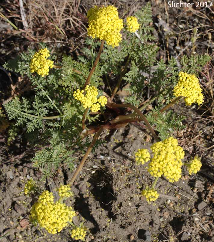 Broadsheath Desert Parsley, Broad-sheath Desert Parsley, Broad-sheath Lomatium, Sheathing Lomatium: Lomatium vaginatum (Synonyms: Lomatium utriculatum var. papillatum, Cogswellia vaginata)