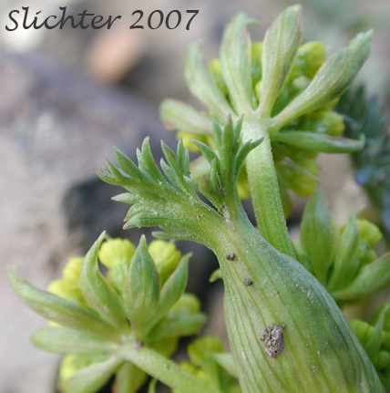 Involucel bracts of Broadsheath Desert Parsley, Broad-sheath Desert Parsley, Broad-sheath Lomatium, Sheathing Lomatium: Lomatium vaginatum (Synonyms: Lomatium utriculatum var. papillatum, Cogswellia vaginata)