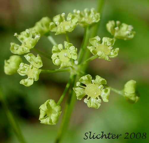 Close-up of an umbellet of Mountain Sweet Cicely, Sierran Sweet-cicely, Western Sweet-cicely, Western Sweetroot: Osmorhiza occidentalis (Synonyms: Glycosma ambiguum, Glycosma occidentalis, Osmorhiza ambigua, Osmorhiza ambiguum)