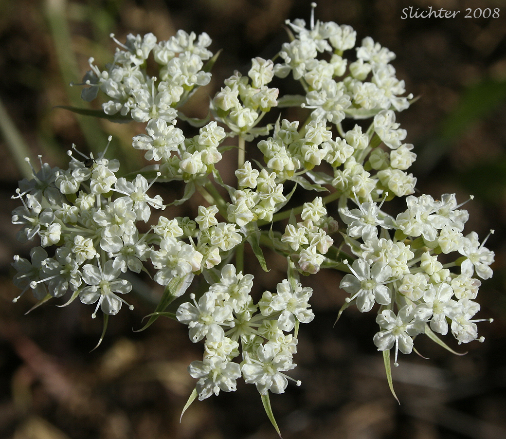 Umbel of Olasi, Bolander's Yampah, Mountain False Caraway: Perideridia bolanderi ssp. bolanderi