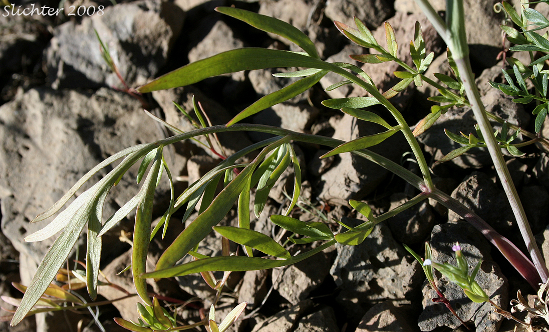 Basal leaf of Olasi, Bolander's Yampah, Mountain False Caraway: Perideridia bolanderi ssp. bolanderi
