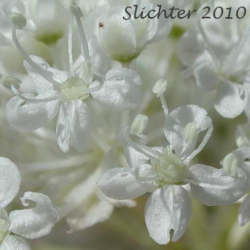 Close-up of the flowers of Olasi, Bolander's Yampah, Mountain False Caraway: Perideridia bolanderi ssp. bolanderi