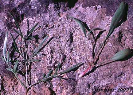 Leaves of Olasi, Bolander's Yampah, Mountain False Caraway: Perideridia bolanderi ssp. bolanderi