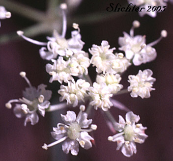 Flowers of Olasi, Bolander's Yampah, Mountain False Caraway: Perideridia bolanderi ssp. bolanderi
