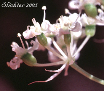 Olasi, Bolander's Yampah, Mountain False Caraway: Perideridia bolanderi ssp. bolanderi