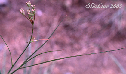 Common Yampah, Gairdner's Yampah,Gardner's Yampah, Squawroot, Western False Caraway, Yampah: Perideridia gairdneri ssp. borealis (Synonyms: Atenia montana, Carum montanum, Perideridia montana)