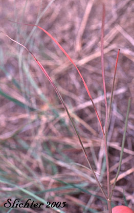 Common Yampah, Gairdner's Yampah, Gardner's Yampah, Squawroot, Western False Caraway: Perideridia gairdneri ssp. borealis (Synonym: Perideridia montana)