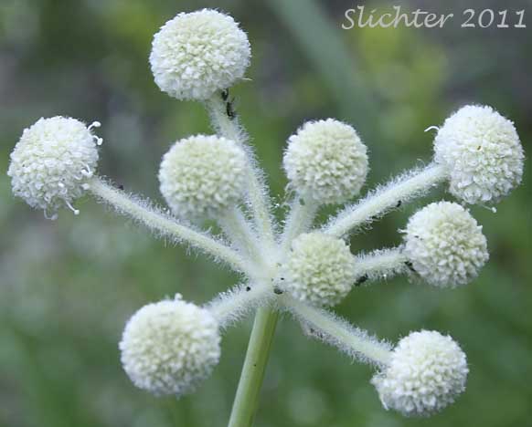 Close-up of the inflorescence of Ranger Buttons, Ranger's Buttons, Swamp Woolly-heads, Woollyhead Parsnip, Woolly-head Parsnip: Sphenosciadium capitellatum