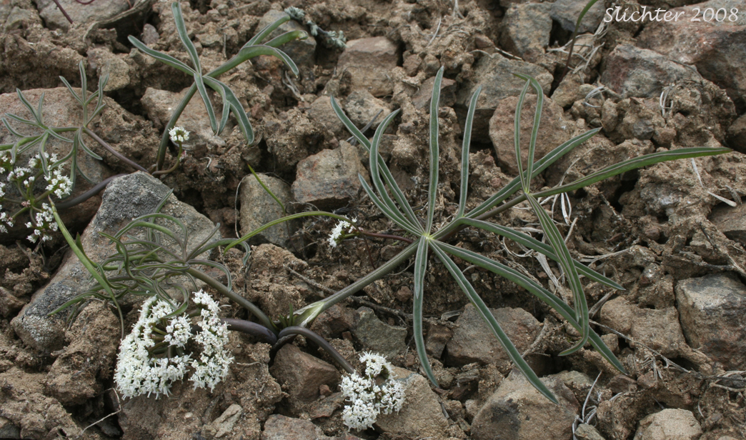Hoover's Umbrellawort, Hoover's Umbrella-wort, Hoover's Tauschia: Lomatium lithosolamans (Synonym: Tauschia hooveri)