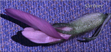 Close-up of a flower of Field Milkvetch, Field Milk-vetch, Purple Milkvetch, Purple Milk-vetch, Cock's-head: Astragalus agrestis (Synonyms: Astragalus danicus, Astragalus danicus var. dasyglottis, Astragalus dasyglottis, Astragalus goniatus, Astragalus hypoglottis)
