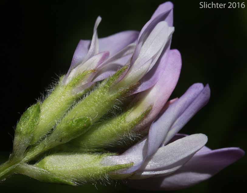 Inflorescence of Field Milkvetch, Field Milk-vetch, Purple Milkvetch, Purple Milk-vetch, Cock's-head: Astragalus agrestis (Synonyms: Astragalus danicus, Astragalus danicus var. dasyglottis, Astragalus dasyglottis, Astragalus goniatus, Astragalus hypoglottis)