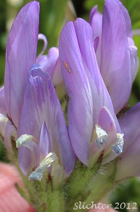 Close-up of the inflorescence of Field Milkvetch, Field Milk-vetch, Purple Milkvetch, Purple Milk-vetch, Cock's-head: Astragalus agrestis (Synonyms: Astragalus danicus, Astragalus danicus var. dasyglottis, Astragalus dasyglottis, Astragalus goniatus, Astragalus hypoglottis)