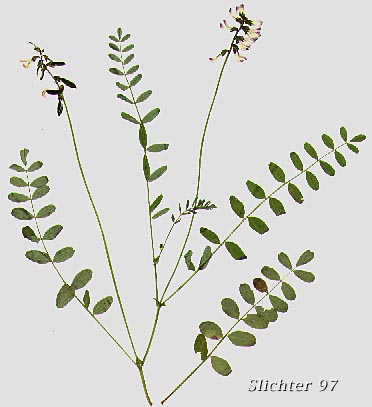 Alpine Milkvetch, Alpine  Milk-vetch: Astragalus alpinus var. alpinus (Synonym: Astragalus alpiniformis)
