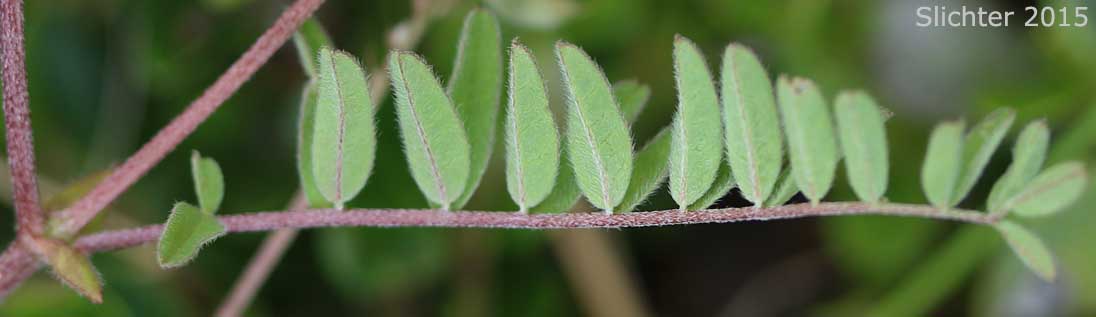 Lower leaf surface of Alpine Milkvetch, Alpine  Milk-vetch: Astragalus alpinus var. alpinus (Synonym: Astragalus alpiniformis)