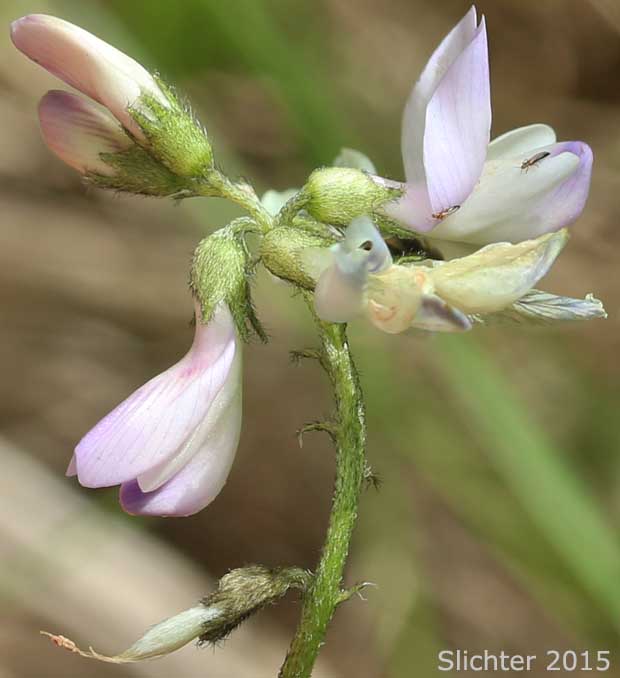Inflorescence of Alpine Milkvetch, Alpine  Milk-vetch: Astragalus alpinus var. alpinus (Synonym: Astragalus alpiniformis)