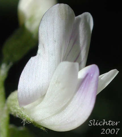 Frontal view of a flower of Alpine Milkvetch, Alpine  Milk-vetch: Astragalus alpinus var. alpinus (Synonym: Astragalus alpiniformis)