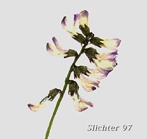 Alpine Milkvetch, Alpine  Milk-vetch: Astragalus alpinus var. alpinus (Synonym: Astragalus alpiniformis)