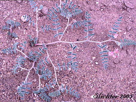 Alvord Milkvetch: Astragalus alvordensis